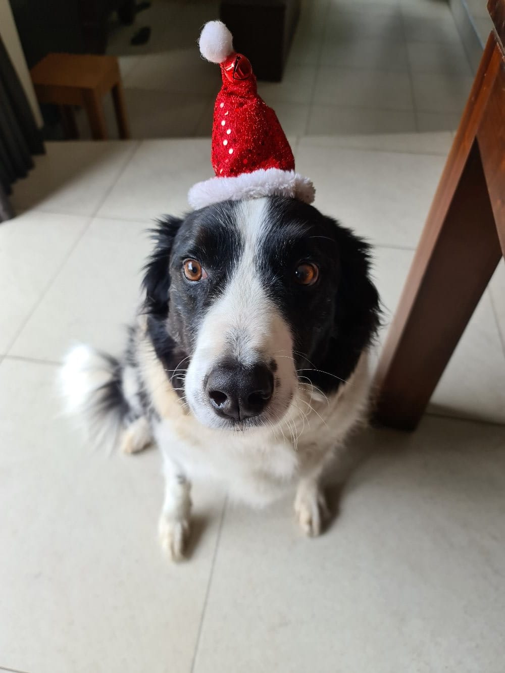 Christmas hats for pets. Adjustable strap