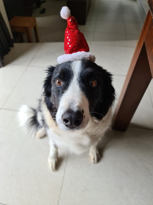 Christmas hats for pets.  Adjustable strap