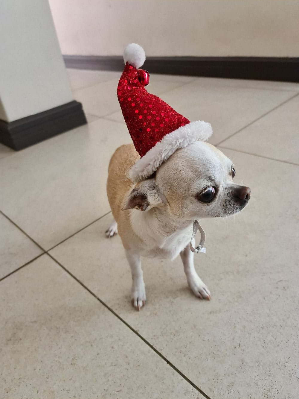 Christmas hat for pets. Small to large breeds