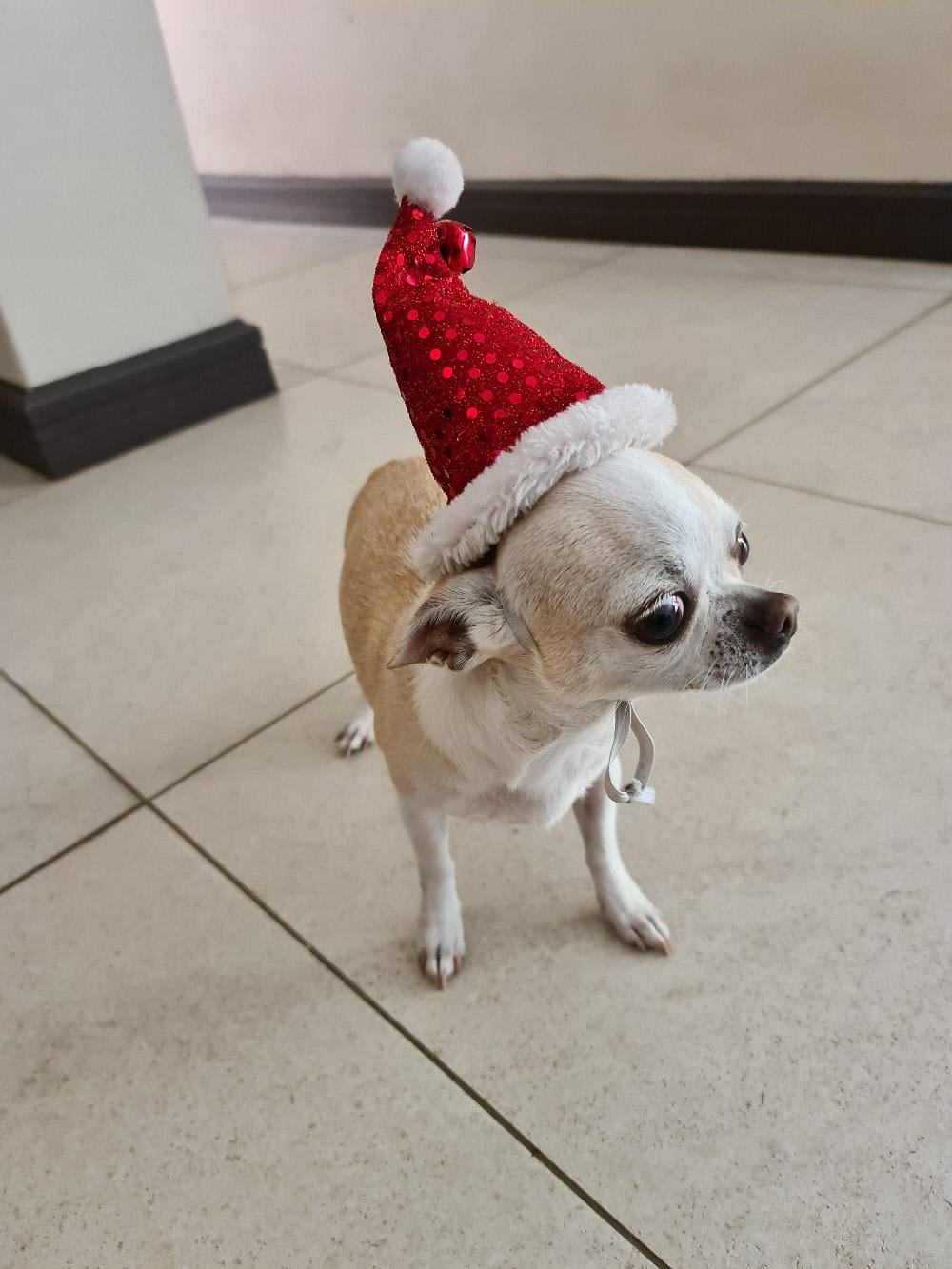 Christmas hat for pets.  Small to large breeds